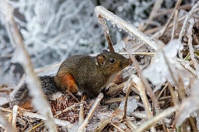 《冰汽时代2》16日开启测试 预告发布